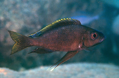 Cunningtonia longiventralis 'Msalaba'